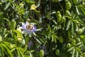 Close up passiflora. Passion Flower Passiflora caerulea leaf in tropical garden. Beautiful passion fruit flower or Passiflora Royalty Free Stock Photo