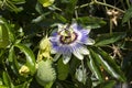 Close up passiflora. Passion Flower Passiflora caerulea leaf in tropical garden. Beautiful passion fruit flower or Passiflora Royalty Free Stock Photo