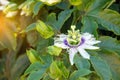 Close up passiflora. Passion Flower Passiflora caerulea leaf in tropical garden. Beautiful passion fruit flower Royalty Free Stock Photo