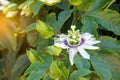 Close up passiflora. Passion Flower Passiflora caerulea leaf in tropical garden. Beautiful passion fruit flower