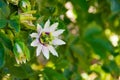 Close up passiflora. Passion Flower Passiflora caerulea leaf in tropical garden. Beautiful passion fruit flower Royalty Free Stock Photo