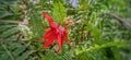 Close up of Passiflora Vitifolia Flower