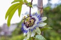 the passion flower and bee, a unique flower blooms for a few days. Passiflora Royalty Free Stock Photo