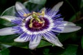 Close-up of passion flower. Passiflora caerulea blooming. Blue passionflower. Bluecrown passionflower. Common passion flower Royalty Free Stock Photo