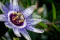 Close-up of passion flower. Passiflora caerulea blooming. Blue passionflower. Bluecrown passionflower. Common passion flower Royalty Free Stock Photo