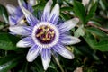 Close-up of passion flower. Passiflora caerulea blooming. Blue passionflower. Bluecrown passionflower. Common passion flower Royalty Free Stock Photo