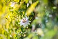 Close up of passion flower surrounded by ivy Royalty Free Stock Photo