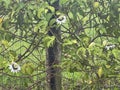 Close-up of a Passion fruit flower Royalty Free Stock Photo