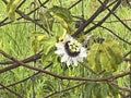 Close-up of a Passion fruit flower Royalty Free Stock Photo