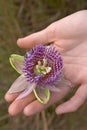 Close up of passion fruit flower - Passiflora Royalty Free Stock Photo