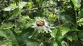 Close up of a passion fruit flower and sting less bee ready to land on the flower Royalty Free Stock Photo