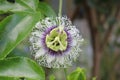 Close up passion fruit flower in the topical garden. Royalty Free Stock Photo