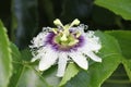 Close up passion fruit flower in the topical garden. Royalty Free Stock Photo