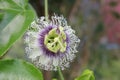 Close up passion fruit flower in the topical garden.