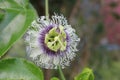 Close up passion fruit flower in the topical garden. Royalty Free Stock Photo