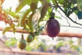 Close up of passion fruit