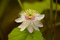 Close up of passionflower. Fetid, Scarletfruit and Stinking passionflower. Passiflora incarnata flower and bloom, commonly known