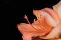 Close up of a pastel pink colored amaryllis Royalty Free Stock Photo