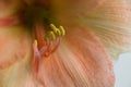 Close up of a pastel pink colored amaryllis Royalty Free Stock Photo
