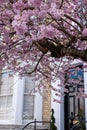 Magnolia tree with pastel pink flowers, photographed in Chelsea, London UK. Royalty Free Stock Photo