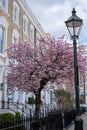 Magnolia tree with pastel pink flowers, photographed in Chelsea, London UK. Royalty Free Stock Photo