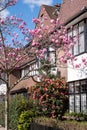 Magnolia tree with pastel pink flowers, photographed in Chelsea, London UK. Royalty Free Stock Photo