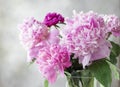 Close-up of a pastel pink peonies bouquet on a gray background. Royalty Free Stock Photo