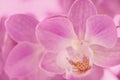 Close up of a pastel pink Phalaenopsis moth orchid flower