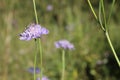 Close-up of a pastel purple small scabious flower growing in a green field