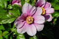 Close-up of pastel rosa peony paeony flowers in the spring garden