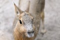 Close up Patagonian mara Royalty Free Stock Photo