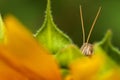 Close-up a Patanga succincta feeds on yellow sunflower