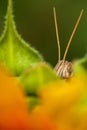 Close-up a Patanga succincta feeds on yellow sunflower