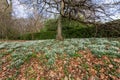 Common snowdrops (galanthus nivalis