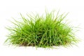 close-up of a patch of green grass with a single bush, white background. Royalty Free Stock Photo