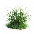 close-up of a patch of green grass with a single bush, white background. Royalty Free Stock Photo