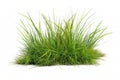close-up of a patch of green grass with a single bush, white background. Royalty Free Stock Photo