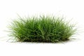 close-up of a patch of green grass with a single bush, white background. Royalty Free Stock Photo