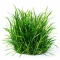 close-up of a patch of green grass with a single bush, white background. Royalty Free Stock Photo