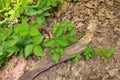 Close up of a Patch of Poison Ivy Plants on a Sunny Day with Small, Medium, and Large Plants Royalty Free Stock Photo