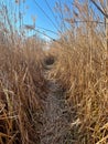 Closeup of path through dry golden reeds and blue sky