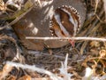 Close Up Patridge sits on her eggs