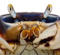 Close-up of Patriot crab, Cardisoma armatum