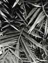 Close up pattern of bamboo leaves in the jungle or garden in black and white style. Royalty Free Stock Photo