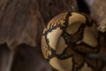 close up Pattern Boa Snake skin abstract textured Royalty Free Stock Photo