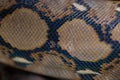 close up Pattern Boa Snake skin abstract textured Royalty Free Stock Photo