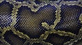 Close up of Pattern Boa Snake skin Royalty Free Stock Photo