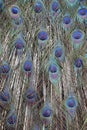 Close up pattern of colorful Peacock feathers Royalty Free Stock Photo