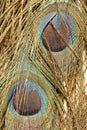 Close up pattern of colorful Peacock feathers Royalty Free Stock Photo