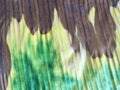 Close up pattern of a dry banana leaf. Royalty Free Stock Photo